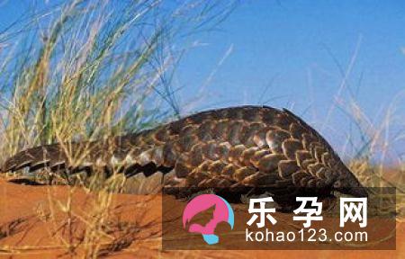 孕妇梦见烧火是什么意思 是胎梦吗