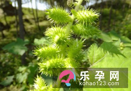 孕妇梦见桔子树是什么意思 结好多的桔子是什么预兆