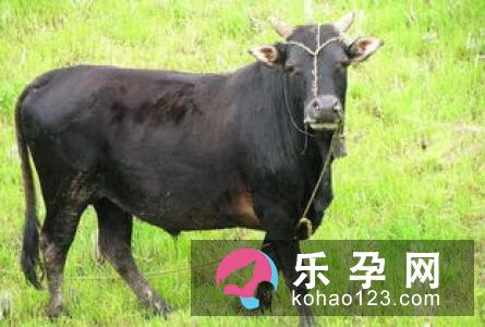 孕妇梦见狗叫是什么意思 是生男孩还是女孩 孕妇梦见狗叫是什么意思 是生男孩还是女孩