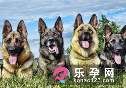 孕妇梦见狗叫是什么意思 是生男孩还是女孩 孕妇梦见狗叫是什么意思 是生男孩还是女孩