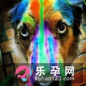 家里有宝宝养什么狗好 怎么相处