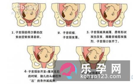 整个分娩的过程和所需的时间
