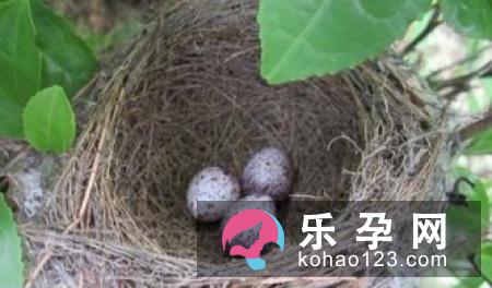 十个月的宝宝可以吃黄鳝吗 可以吃鸡肝吗