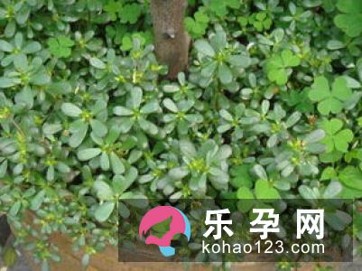 孕妇梦见牡丹花是什么意思