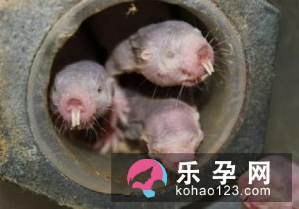 梦见狗拉屎是什么意思 孕妇梦见生男生女