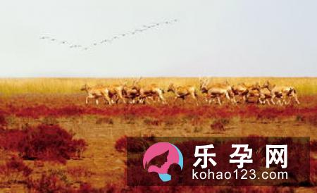 姜太公的坐骑是麋鹿吗 象征什么