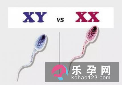 很多因素都可以影响生男生女