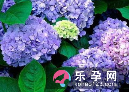 孕妇梦见百合花是什么意思 是生男孩还是生女孩 孕妇梦见百合花是什么意思 是生男孩还是生女孩