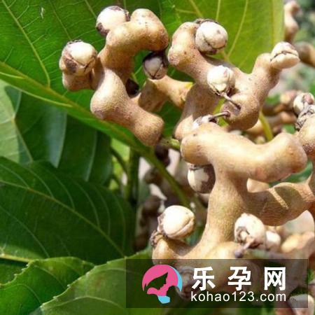 孕妇梦见梨子树是什么意思 是生男生女
