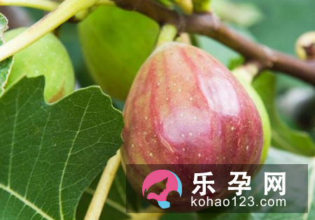 孕妇梦见无花果是什么意思 是生男孩还是女孩 孕妇梦见无花果是什么意思 是生男孩还是女孩