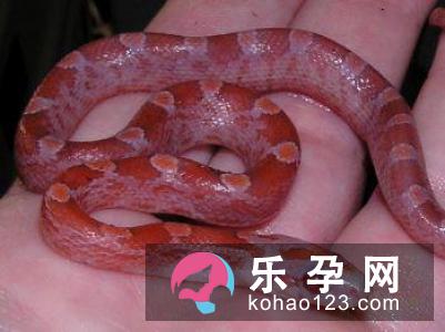 孕妇梦见裙子是什么意思 是生女孩还是男孩