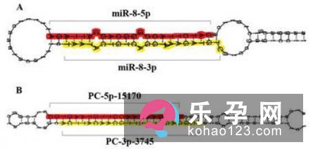 怎样预测自己下一代的性别