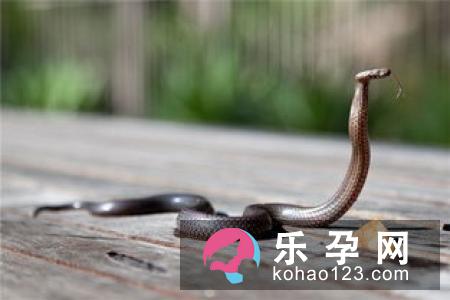 孕妇梦见老虎代表什么意思 是生男生女