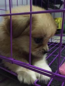 孕妇在家无聊可以做什么 扁桃体发炎可以喝蜂蜜水吗