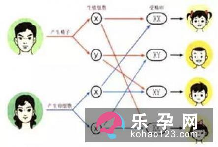 可以提高生女孩的几率
