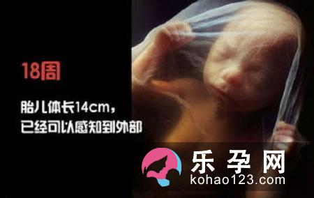 判断胎儿性别不靠谱的12种说法
